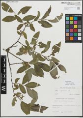 Foto von Salix myrsinifolia Salisb.